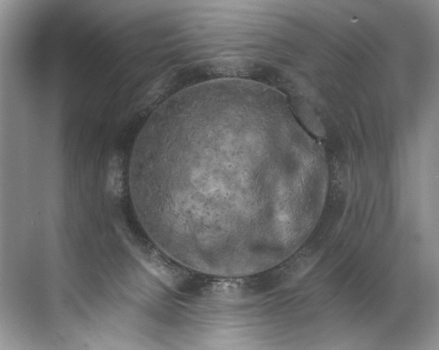 X0000072530080200607290235