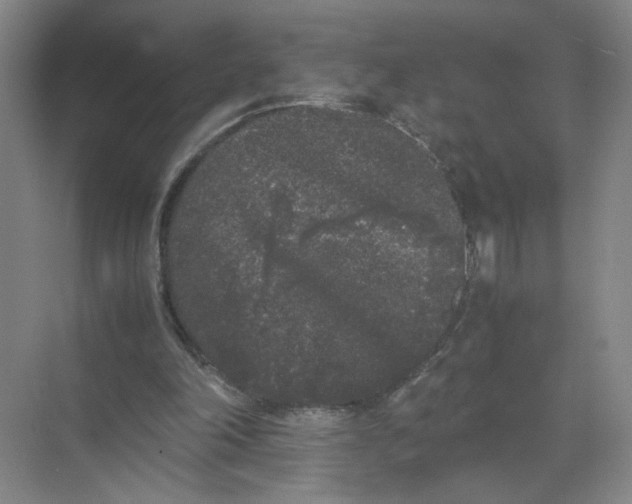 X0000072530198200607290233