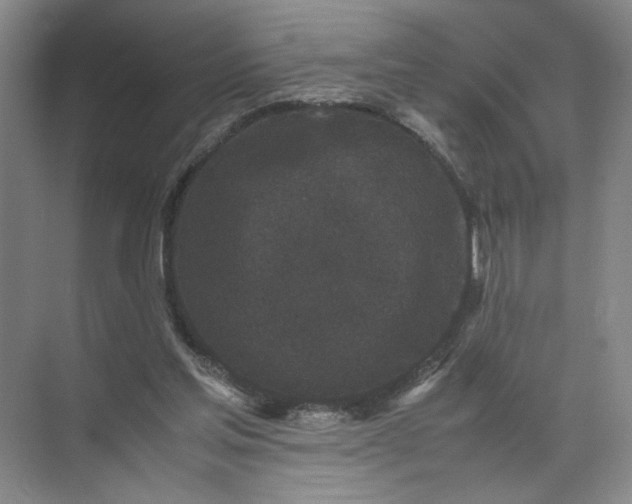 X0000072530205200607290233