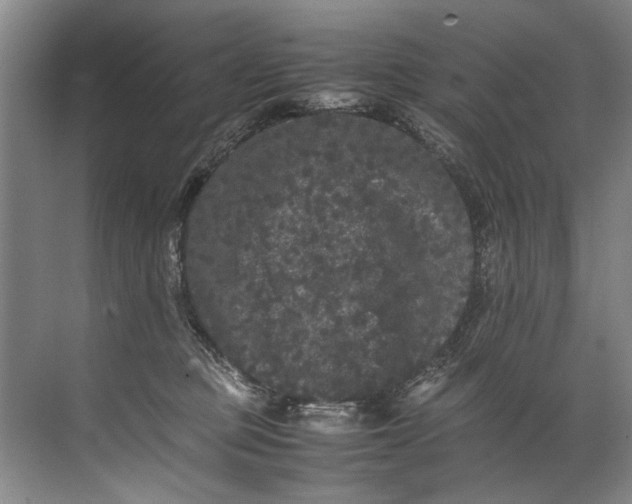 X0000072530373200607290230