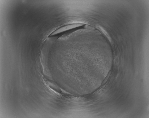 X0000072530385200607290230