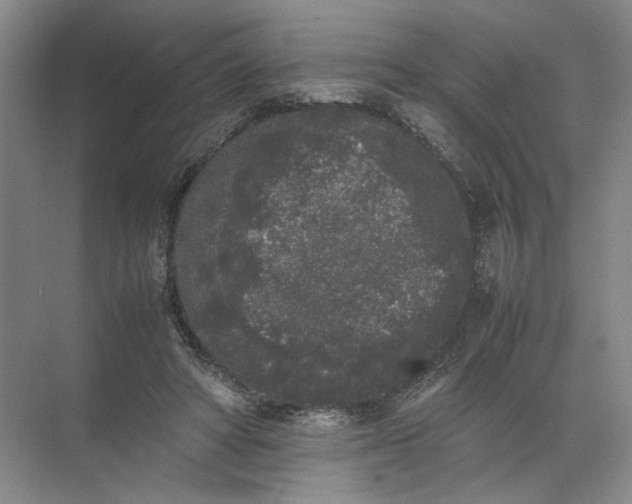 X0000072530402200607290229