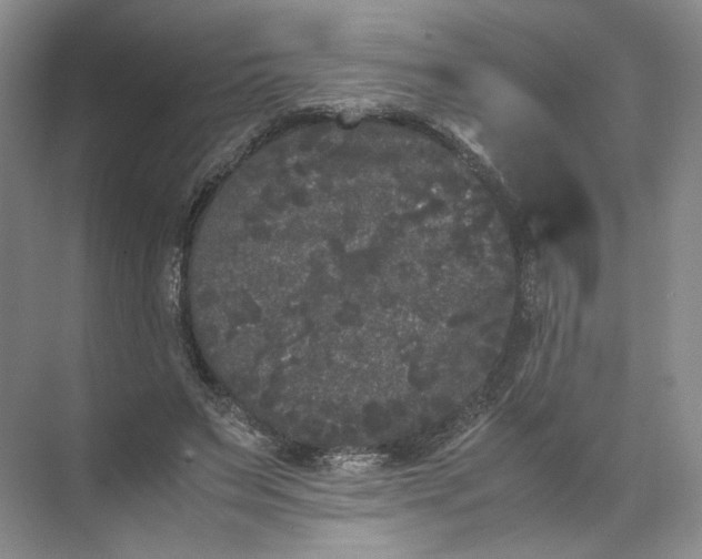 X0000072530495200607290228