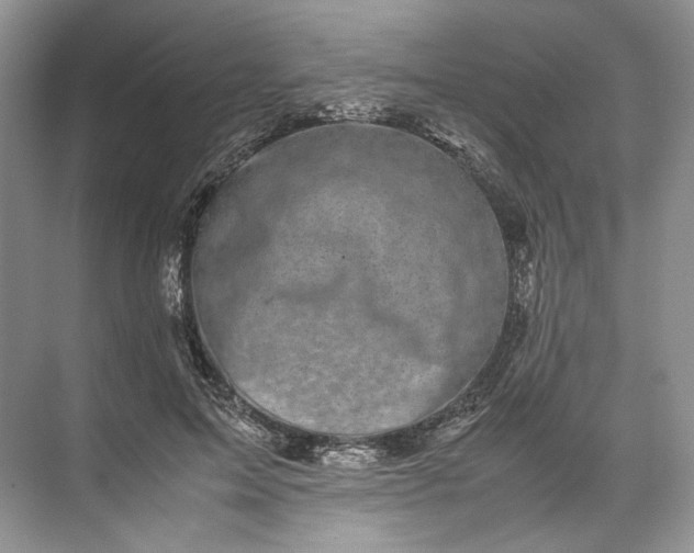 X0000072530599200607290226