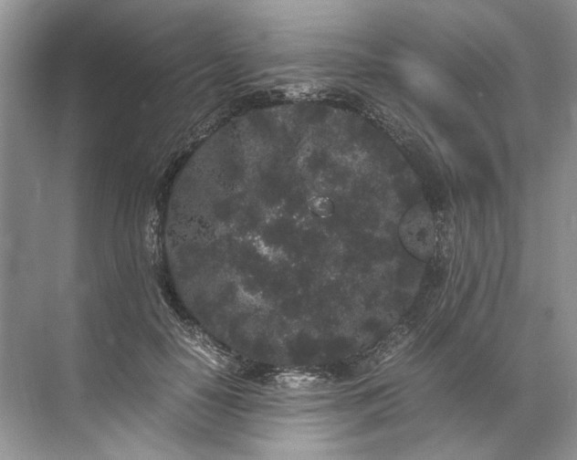 X0000072530650200607290225