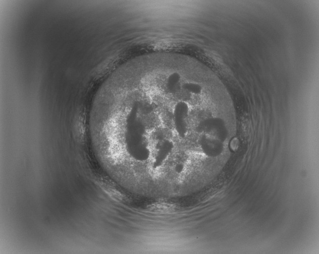 X0000072530691200607290225