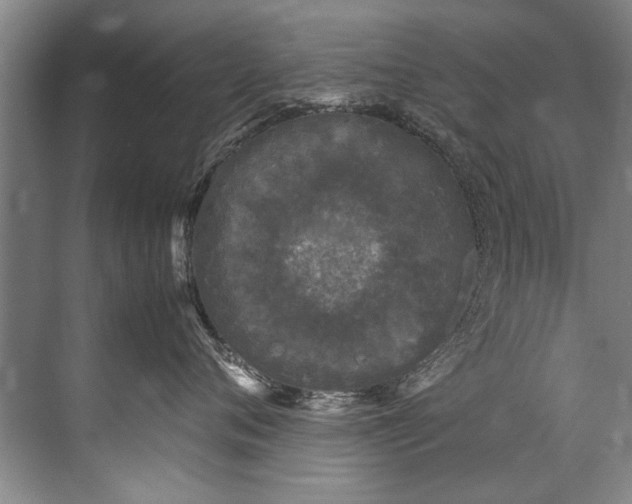 X0000072530720200607290224