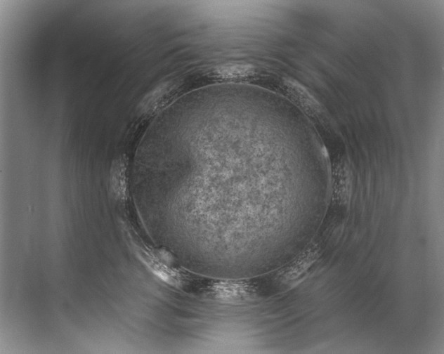 X0000072530762200607290224