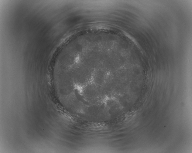 X0000072530823200607290222