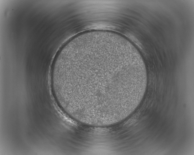 X0000072530848200607290222