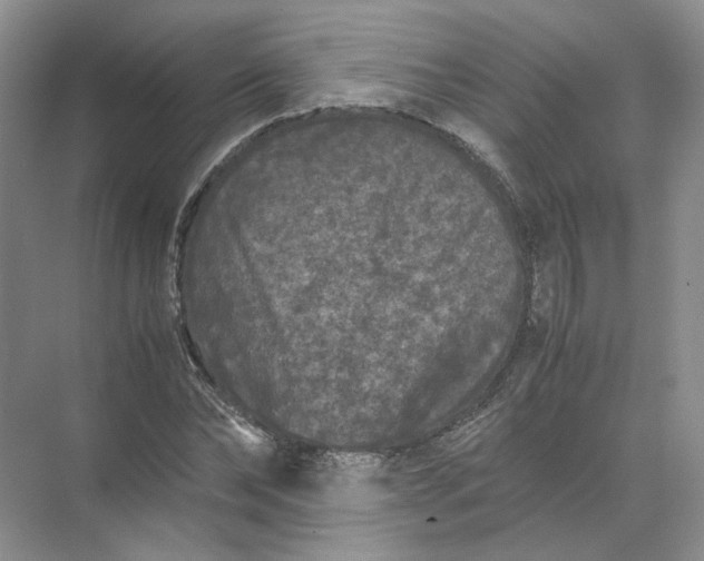 X0000072530878200607290221