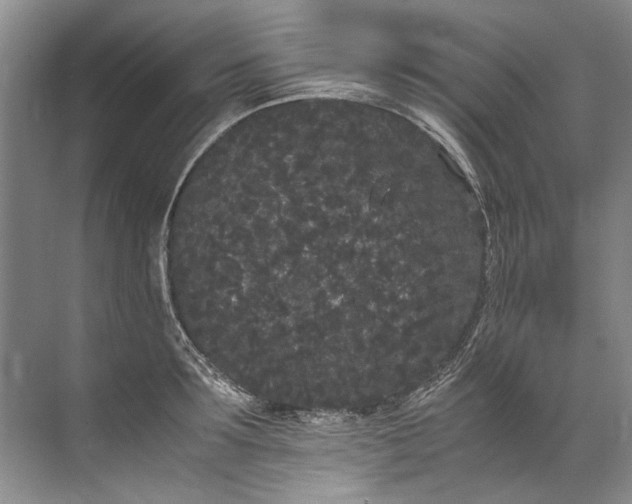 X0000072530899200607290221