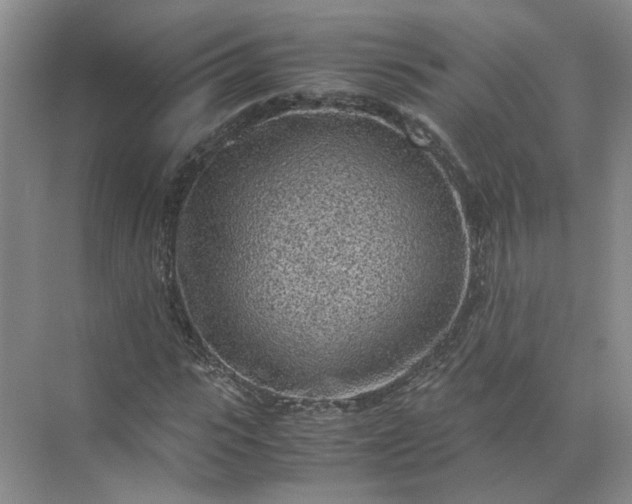 X0000072530919200607290220