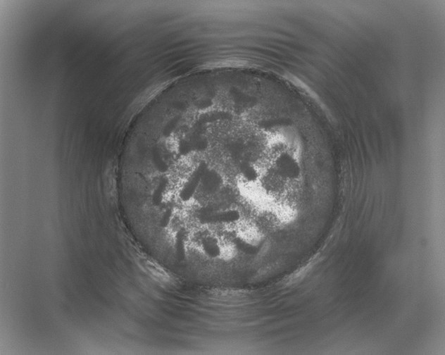 X0000072530921200607290220