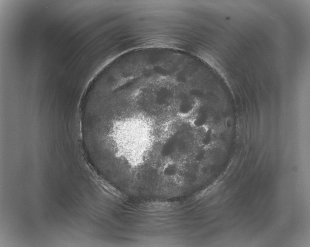 X0000072530925200607290220