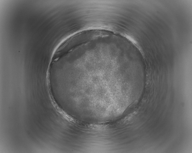 X0000072530928200607290220