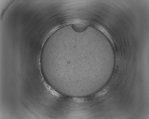 X0000072530954200607290221