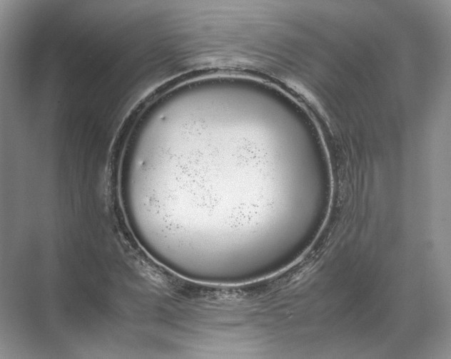 X0000072530975200607290220