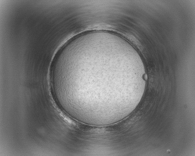 X0000072530990200607290220