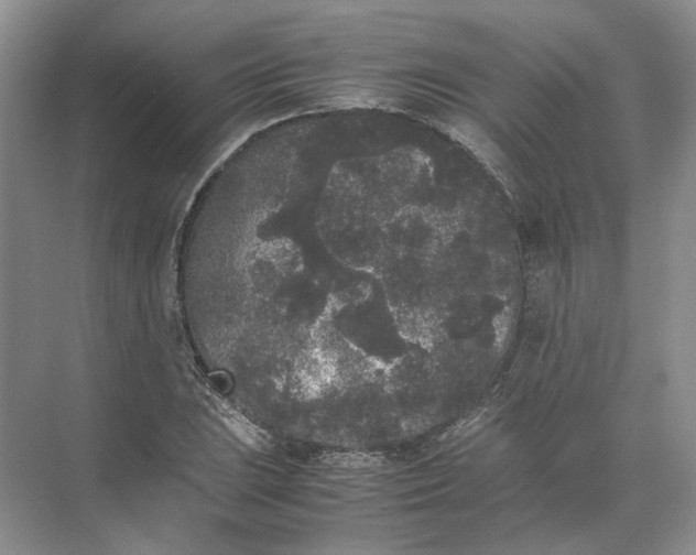 X0000072531023200607290219