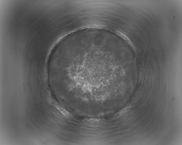 X0000072531027200607290219