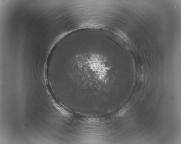 X0000072531030200607290219