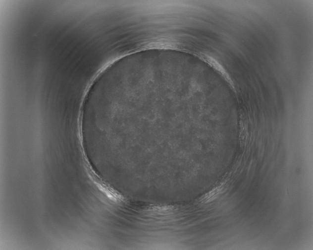 X0000072531035200607290219