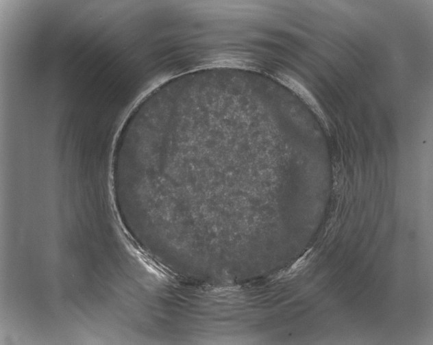 X0000072531043200607290219