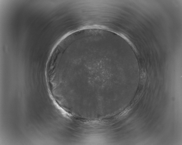 X0000072531054200607290219