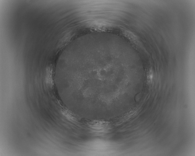 X0000072531060200607290218