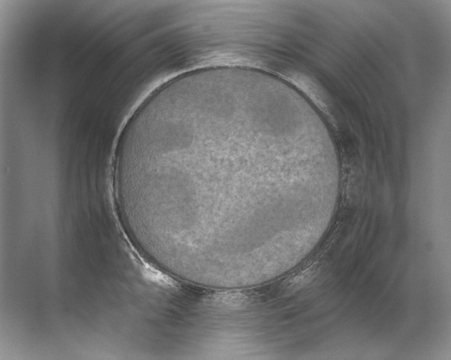 X0000072531094200607290218