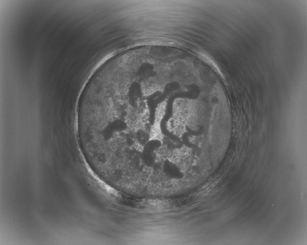 X0000072531095200607290218