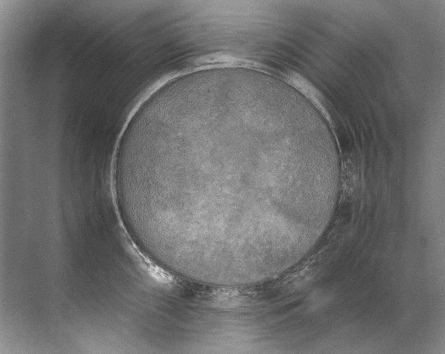 X0000072531098200607290218