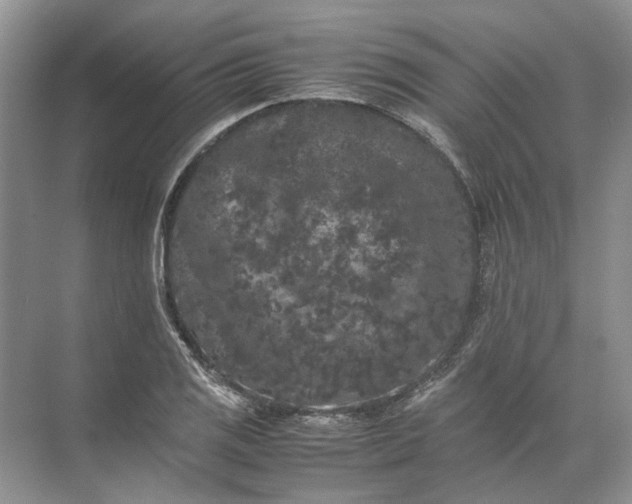 X0000072531125200607290217