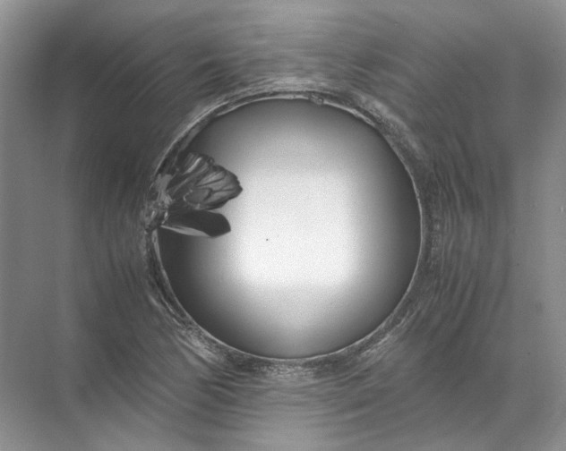 X0000072531170200607290216