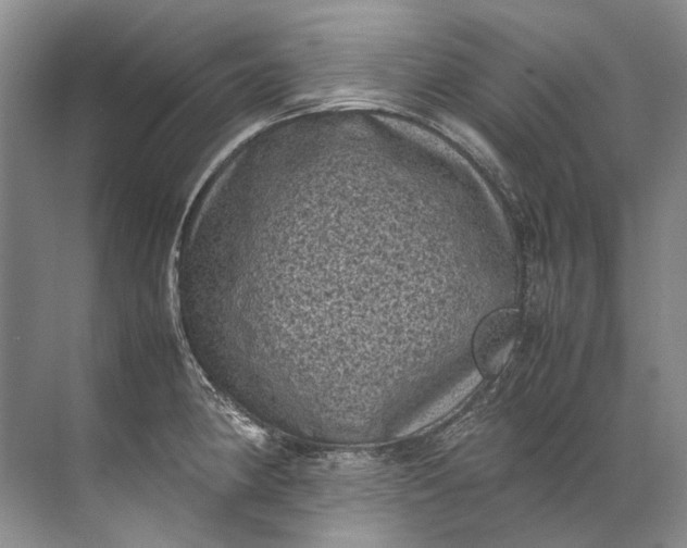 X0000072531190200607290216