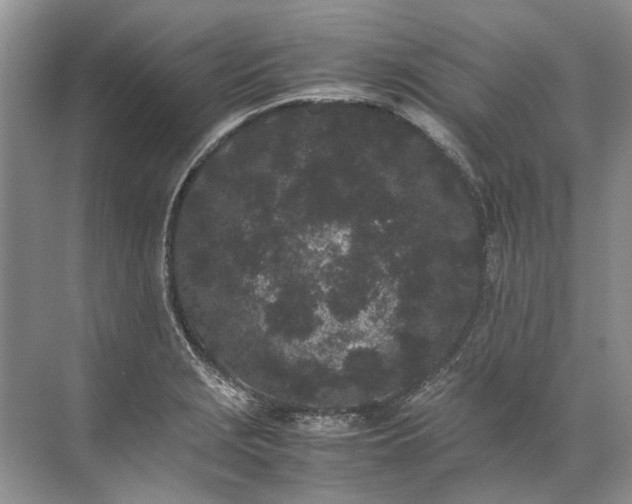 X0000072531229200607290216