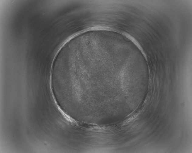 X0000072531245200607290216