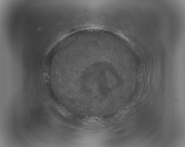 X0000072531255200607290215