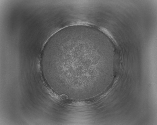 X0000072531260200607290215