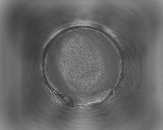 X0000072531312200607290214