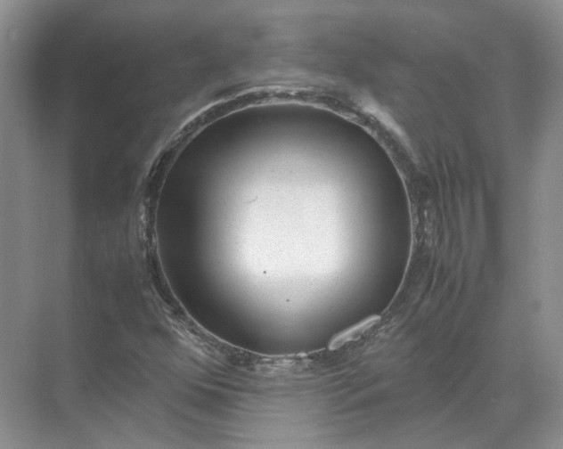 X0000072531352200607290213