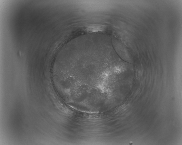 X0000072531393200607290212