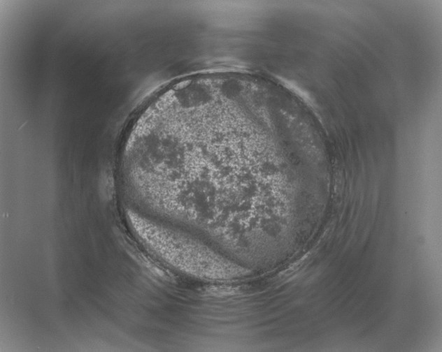 X0000072531407200607290212