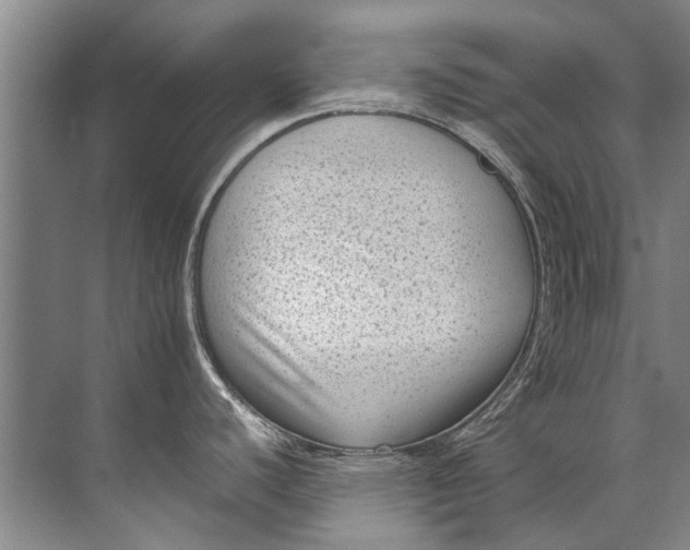 X0000072531440200607290213