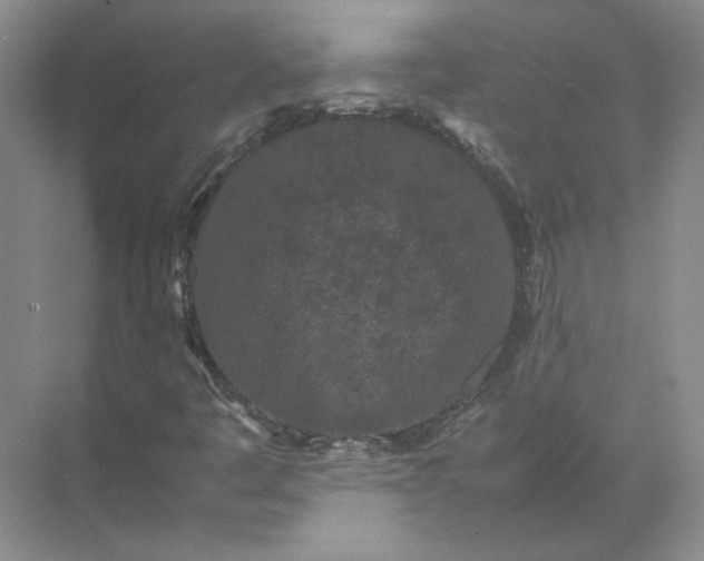 X0000072531445200607290212