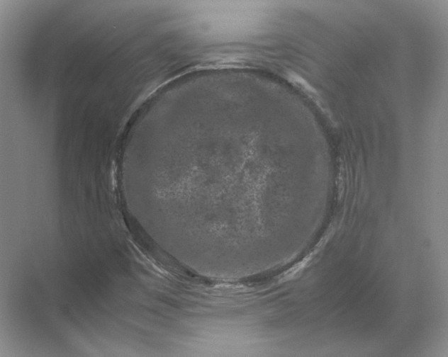 X0000072531449200607290212