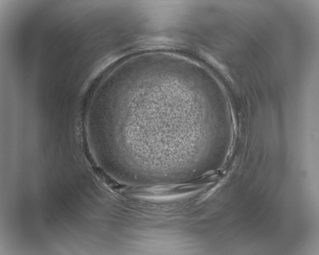 X0000072531453200607290212