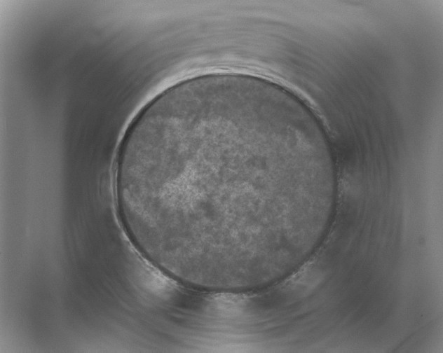 X0000072531514200607290211