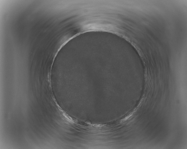 X0000072531529200607290211